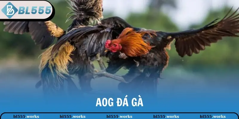 AOG đá gà