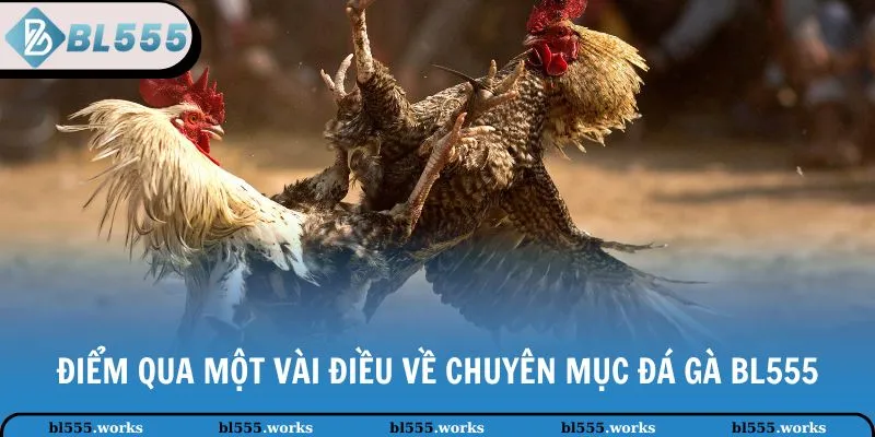 Điểm qua một vài điều về chuyên mục đá gà BL555